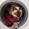 Simba participe au concours pour gagner de l'argent avec cette photo : cat, siamese_cat, laundry, washing_machine, clothes, curious, blue_eyes, indoor, pet, animal, cute, exploration, household, appliance, feline, whiskers, soft_lighting, domestic, cozy, playful