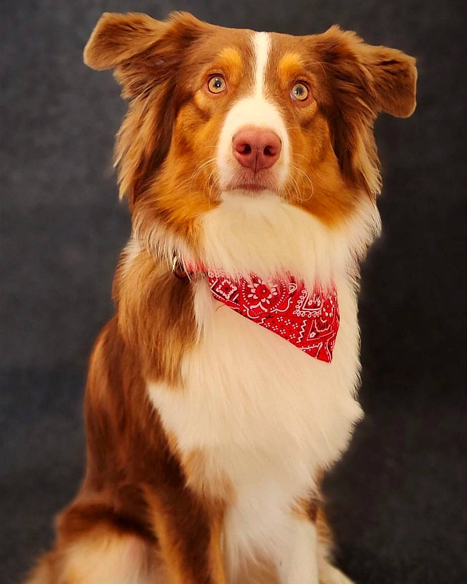 Topaze participe au concours pour gagner de l'argent avec cette photo : ancient_dog_breeds, canidae, carnivore, collar, companion_dog, dog, dog_breed, dog_collar, dog_supply, fashion_accessory, fawn, fur, herding_dog, leash, liver, snout, sporting_group, whiskers, working_animal, working_dog