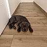 puppy, dog, sleeping, lying_down, wrinkled, brown, pet, animal, face, eyes, paws, tail, collar, indoor, hallway, floor, tile, home, portrait, cute