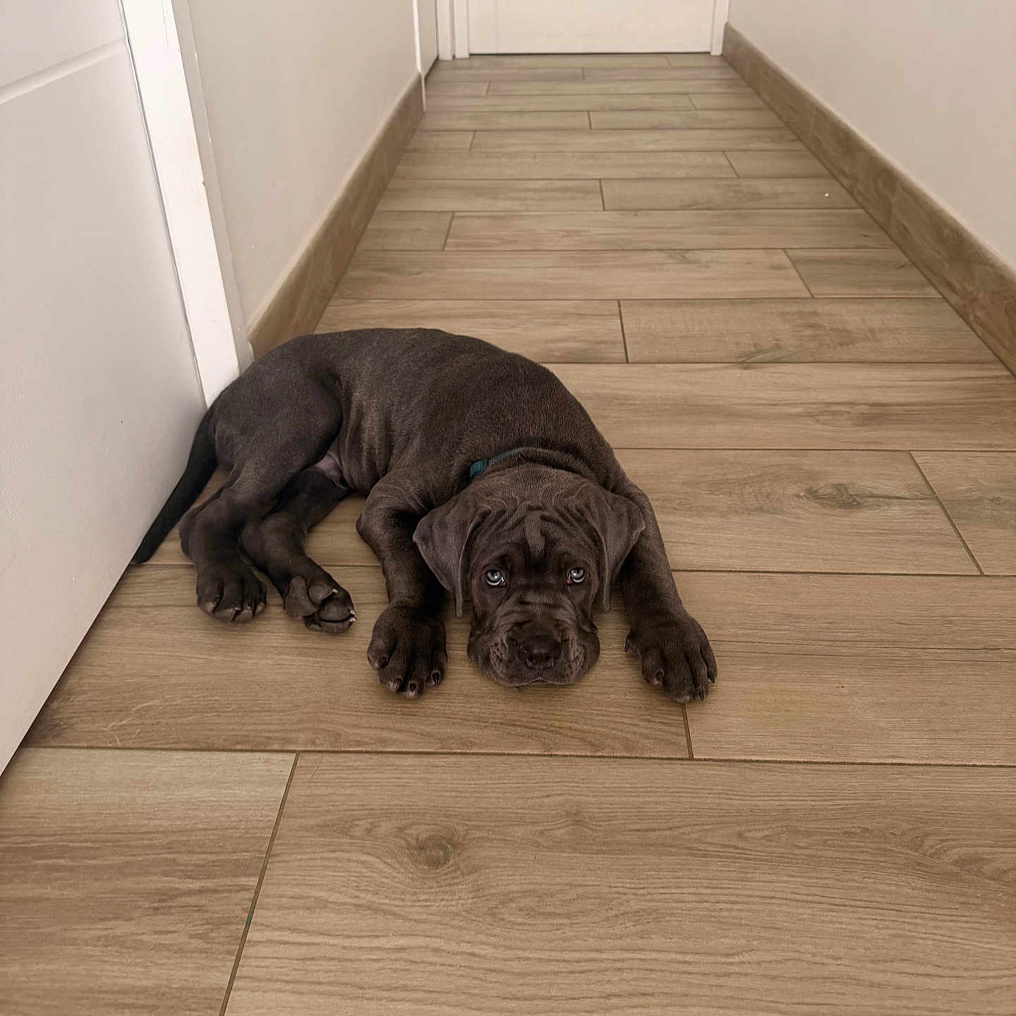 Bosco