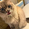 Coco joined the competition — help win amazing prizes! cat, blue_eyes, fluffy, tongue_out, indoor, pet, closeup, fur, whiskers, cute, animal, domestic_cat, face, collar, table, chair, light, soft_focus, portrait, feline