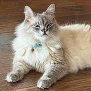 Coco joined the competition — help win amazing prizes! cat, fluffy, collar, bell, pet, indoor, wooden_floor, relaxed, feline, whiskers, ears, paws, fur, animal, domestic_cat, cute, resting, mammal, companion, closeup