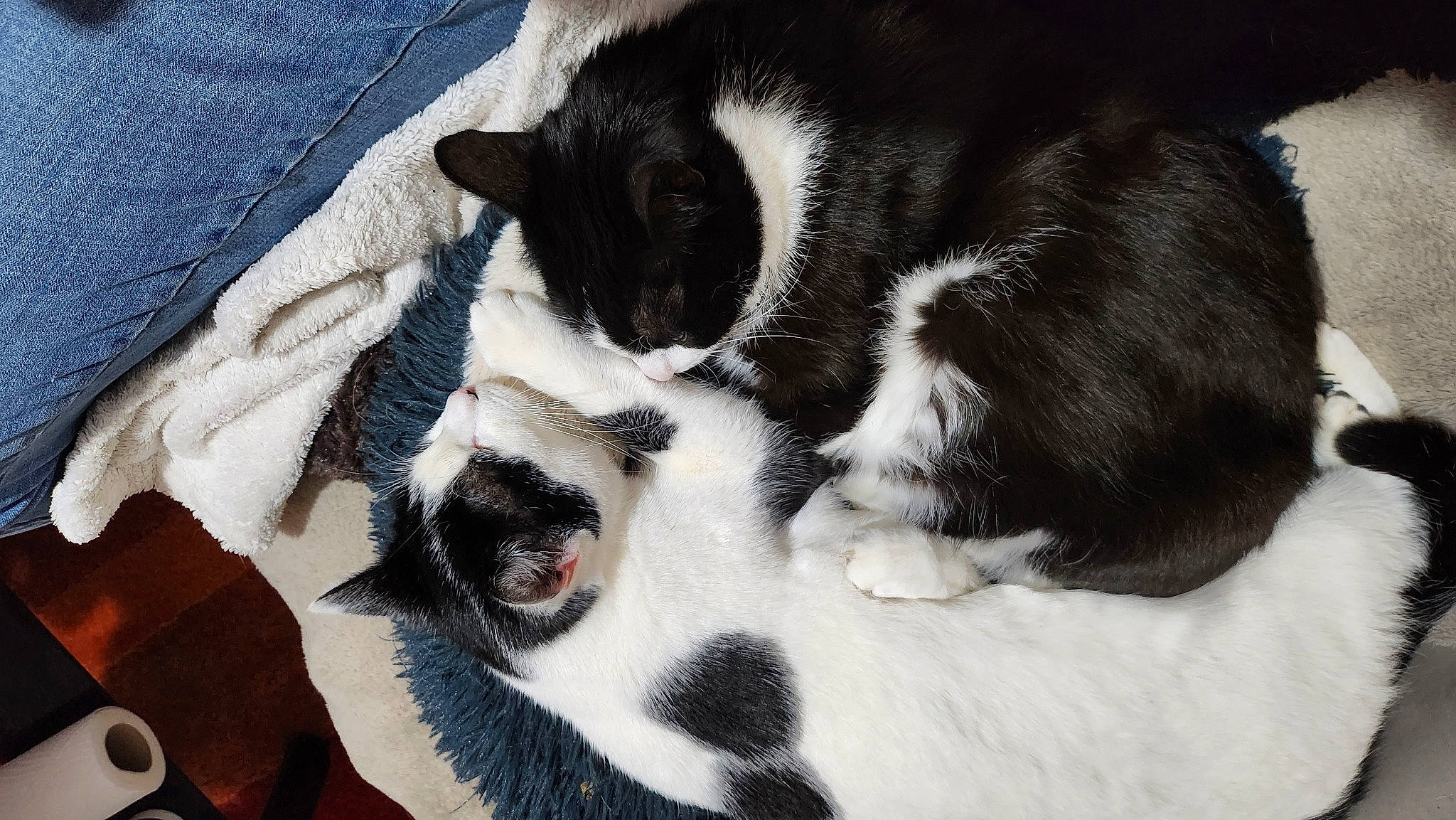 Freya a rejoint le concours — aidez-le/la à gagner de superbes lots ! canidae, carnivore, cat, claw, comfort, companion_dog, denim, dog_breed, domestic_short_haired_cat, felidae, fur, linens, nap, paw, sleep, small_to_medium_sized_cats, snout, tail, terrestrial_animal, whiskers