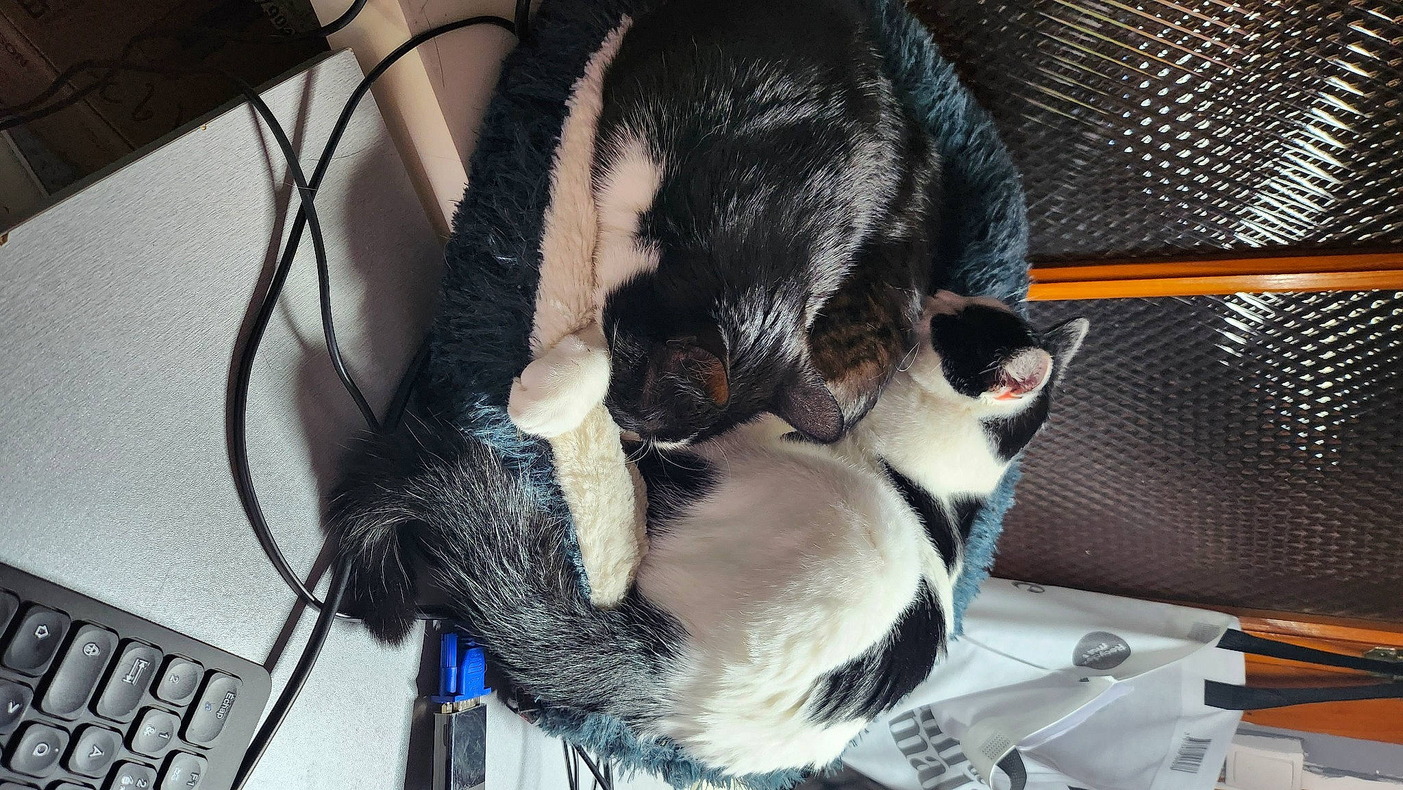 Freya a rejoint le concours — aidez-le/la à gagner de superbes lots ! canidae, carnivore, cat, cat_supply, claw, collar, comfort, companion_dog, dog_breed, domestic_short_haired_cat, feather, felidae, fur, paw, pet_supply, small_to_medium_sized_cats, snout, tail, tree, whiskers