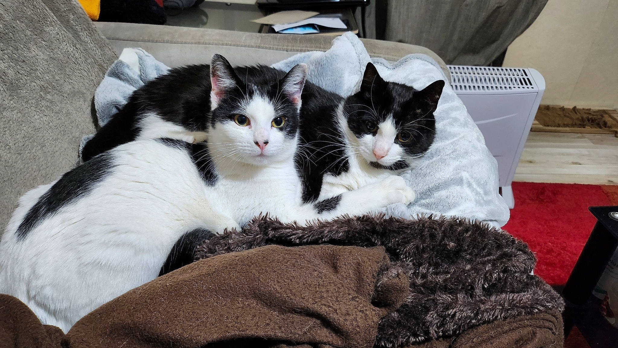 Freya participe au concours pour gagner de l'argent avec cette photo : bedding, blanket, carnivore, cat, claw, comfort, domestic_short_haired_cat, felidae, fur, grey, linens, nap, paw, small_to_medium_sized_cats, tail, tree, whiskers