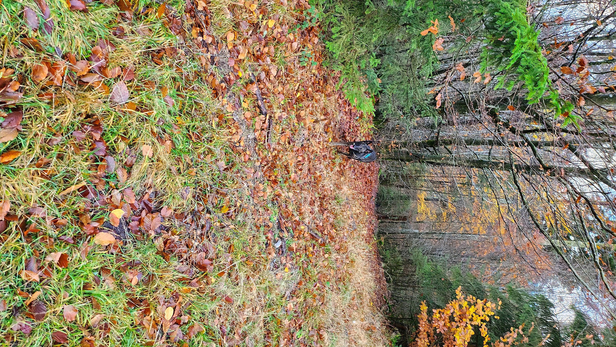 Moïra a rejoint le concours — aidez-le/la à gagner de superbes lots ! annual_plant, bedrock, deciduous, flowering_plant, forest, grass, groundcover, landscape, natural_landscape, northern_hardwood_forest, people_in_nature, plant, shrub, soil, temperate_broadleaf_and_mixed_forest, tree, trunk, twig, wood, woodland