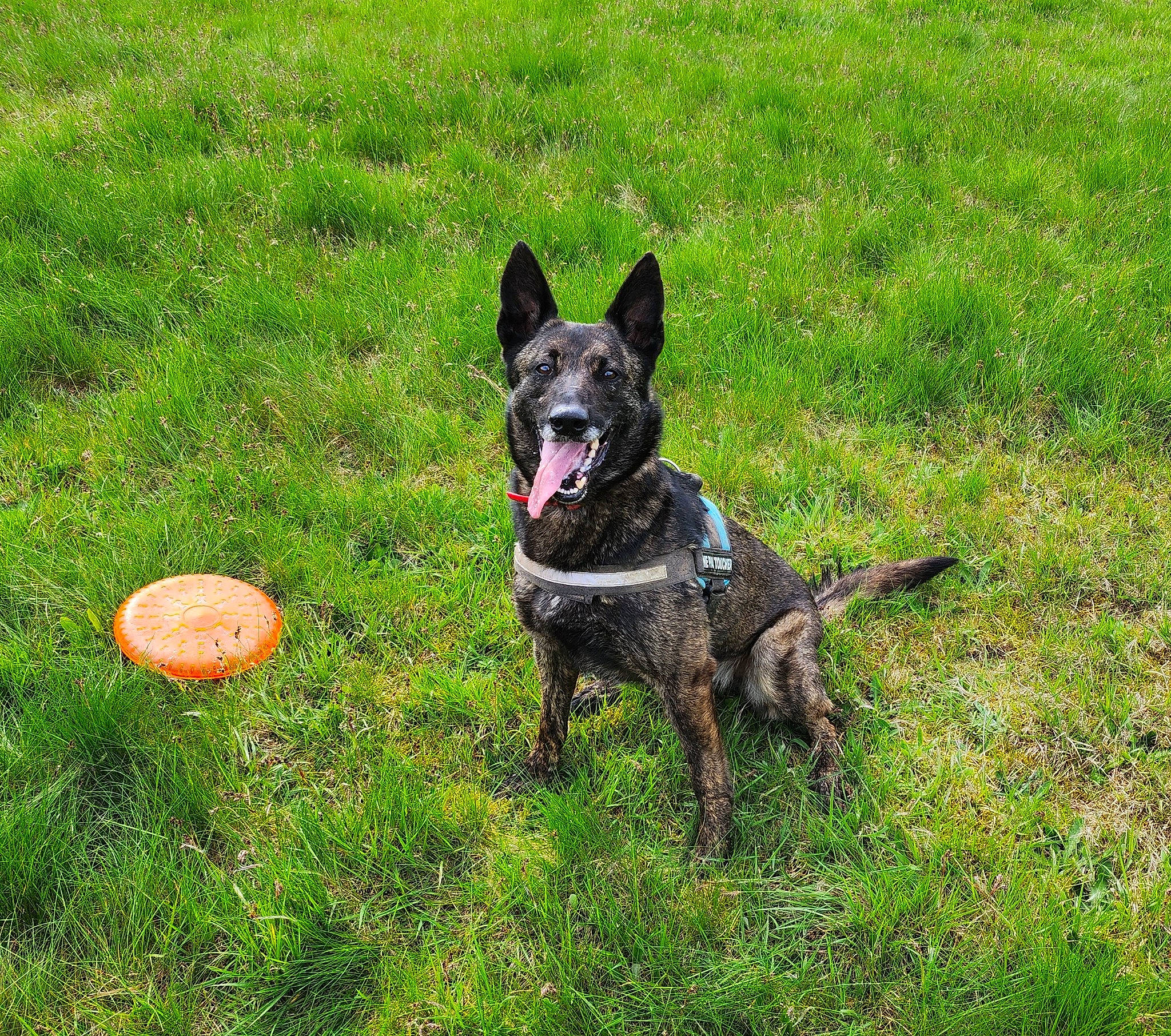 Moïra a rejoint le concours — aidez-le/la à gagner de superbes lots ! canidae, carnivore, collar, companion_dog, dog, dog_breed, dog_supply, fawn, grass, grassland, guard_dog, herding_dog, non_sporting_group, plant, snout, soil, sporting_group, tail, working_animal, working_dog