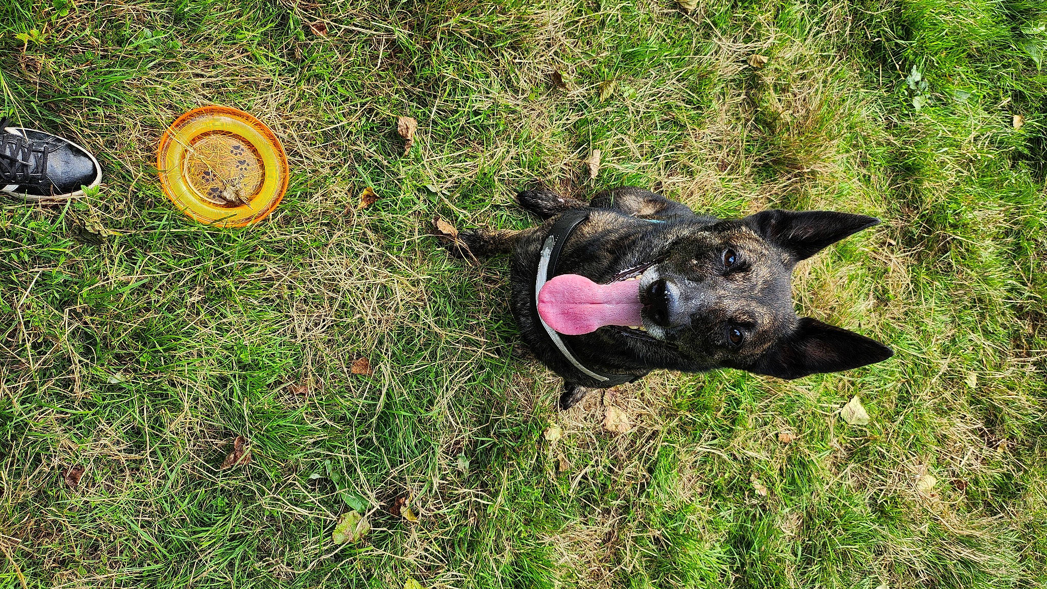 Moïra participe au concours pour gagner de l'argent avec cette photo : canidae, carnivore, dog, dog_breed, domestic_pig, fawn, grass, grassland, groundcover, guard_dog, herbaceous_plant, pasture, plant, snout, soil, sporting_group, suidae, tail, terrestrial_animal, working_animal