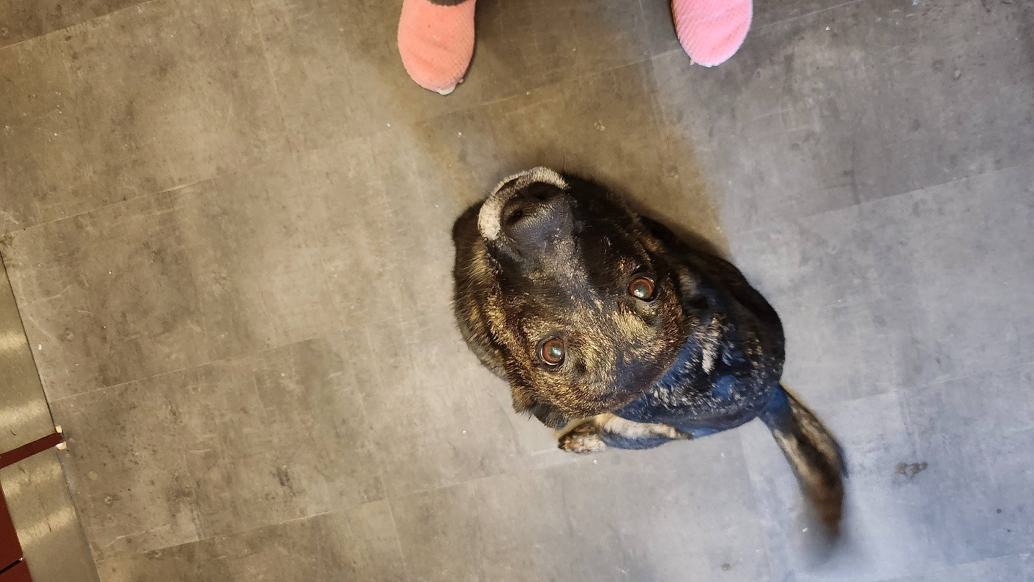 Moïra a rejoint le concours — aidez-le/la à gagner de superbes lots ! amphibian, concrete, foot, nail, reptile, road_surface, shadow, snout, soil, terrestrial_animal, toad, tortoise, turtle, wood