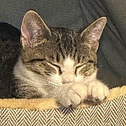 Ozzy joined the competition — help win amazing prizes! cat, tabby, sleeping, curled_up, pet, animal, feline, closed_eyes, paws, whiskers, striped_fur, brown_fur, white_fur, cozy, blanket, textile, indoors, relaxed, cute, portrait