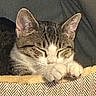 cat, tabby, sleeping, curled_up, pet, animal, feline, closed_eyes, paws, whiskers, striped_fur, brown_fur, white_fur, cozy, blanket, textile, indoors, relaxed, cute, portrait