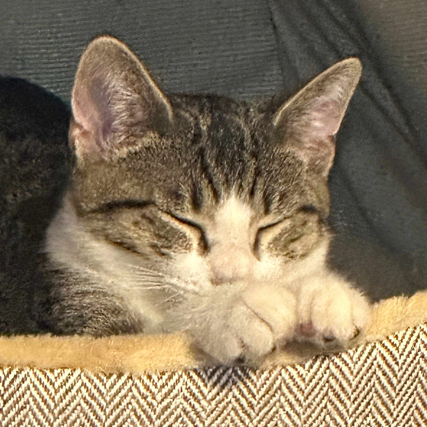 Ozzy joined the competition — help win amazing prizes! cat, tabby, sleeping, curled_up, pet, animal, feline, closed_eyes, paws, whiskers, striped_fur, brown_fur, white_fur, cozy, blanket, textile, indoors, relaxed, cute, portrait