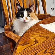 Josey Jo is registered to the contest to win money with this photo: animal, calico_cat, cat, closeup, curious, cute, domestic_cat, face, fluffy, furniture, green_eyes, home, indoor, kitchen, pet, sitting, tablecloth, whiskers, wooden_chair, wooden_table