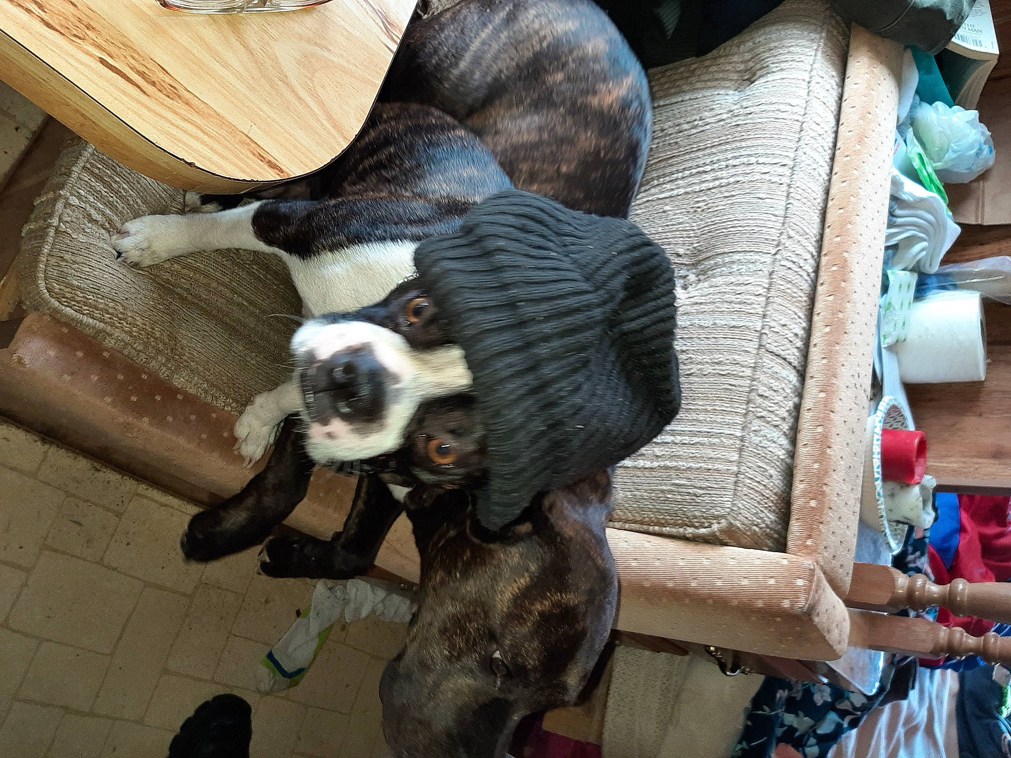 Mugsy is registered to the contest to win money with this photo: boston_terrier, canidae, carnivore, cat, companion_dog, dog, fawn, non_sporting_group, puppy