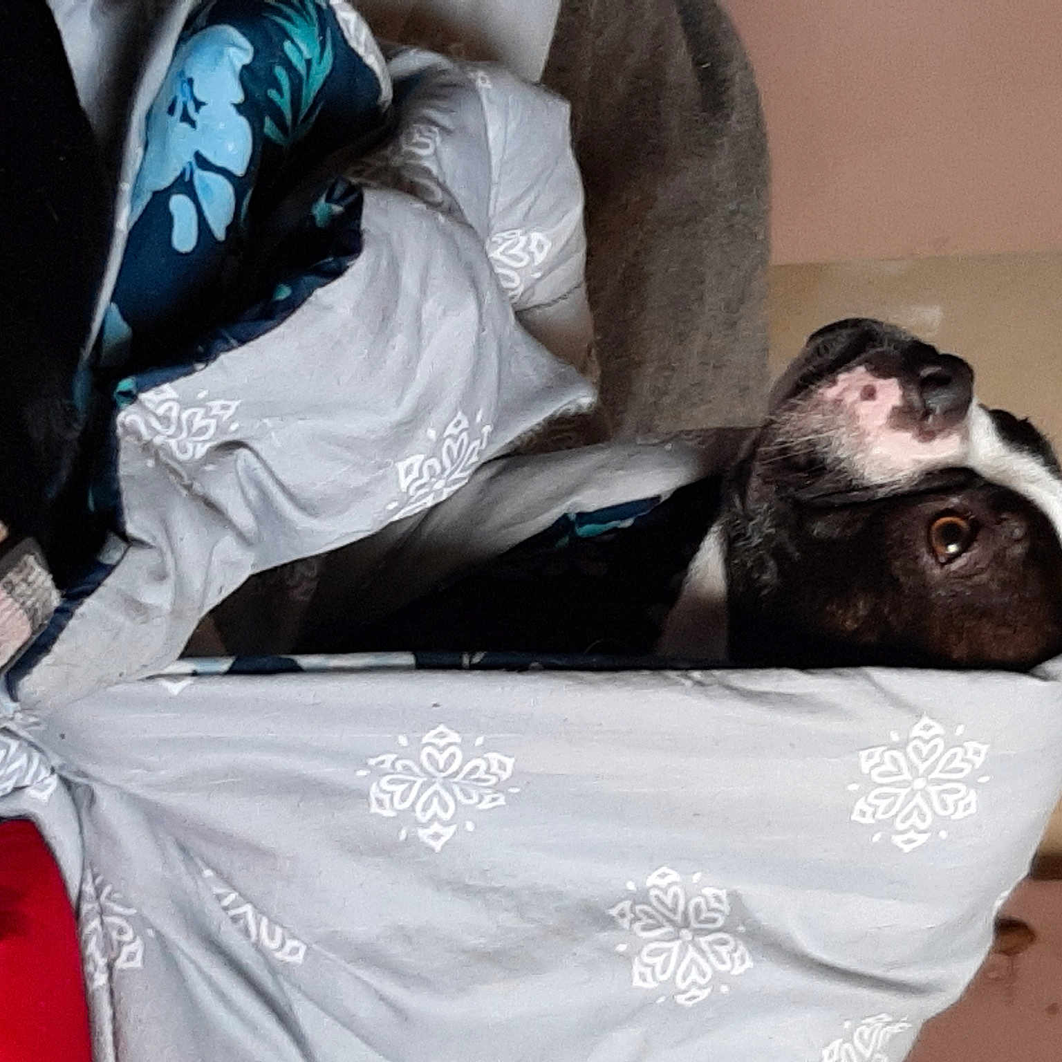 Mugsy is registered to the contest to win money with this photo: black_hair, canidae, companion_dog, fictional_character, non_sporting_group, snout