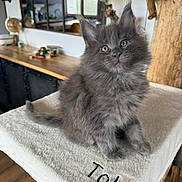 Ares participe au concours pour gagner de l'argent avec cette photo : kitten, cat, grey_cat, fluffy, fur, yellow_eyes, pet, towel, embroidery, indoor, living_room, mirror, wooden_table, countertop, cozy, portrait, cute, curious, cat_tree, floor