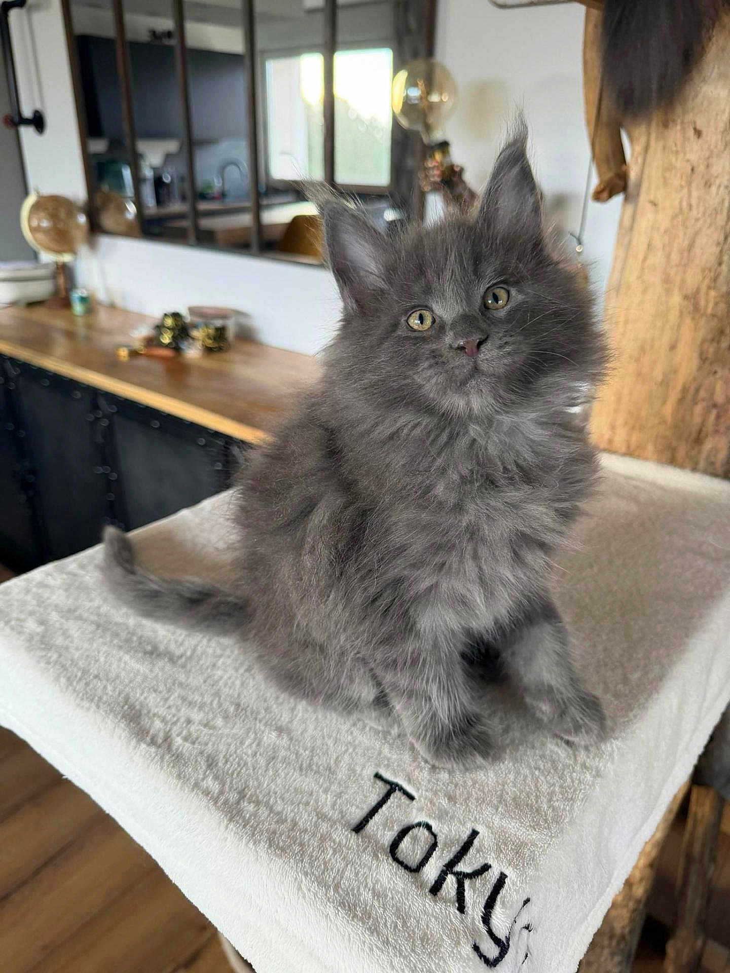 Ares participe au concours pour gagner de l'argent avec cette photo : kitten, cat, grey_cat, fluffy, fur, yellow_eyes, pet, towel, embroidery, indoor, living_room, mirror, wooden_table, countertop, cozy, portrait, cute, curious, cat_tree, floor