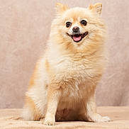 Daisy participe au concours pour gagner de l'argent avec cette photo : animal, blanket, companion, cream_color, cute, dog, domestic_animal, fluffy, friendly, fur, happy, indoor, pet, pomeranian, portrait, sitting, small_dog, smiling, soft_texture, studio