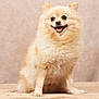 animal, blanket, companion, cream_color, cute, dog, domestic_animal, fluffy, friendly, fur, happy, indoor, pet, pomeranian, portrait, sitting, small_dog, smiling, soft_texture, studio