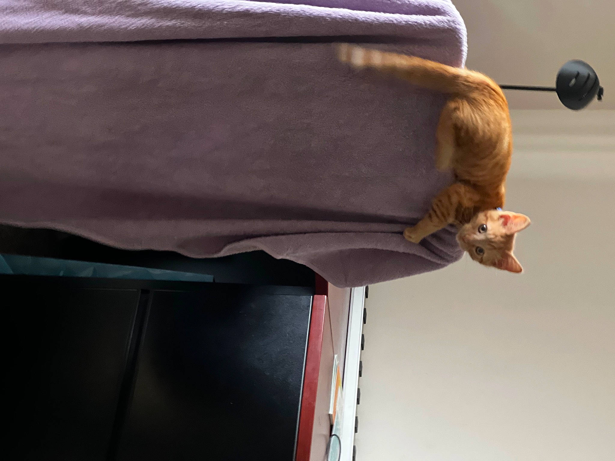 Peanut joined the competition — help win amazing prizes! automotive_exterior, denim, dress, fashion_accessory, fur, gesture, grey, leather, microphone, pocket, sky, sleeve, tints_and_shades, vehicle_door, waist, wood