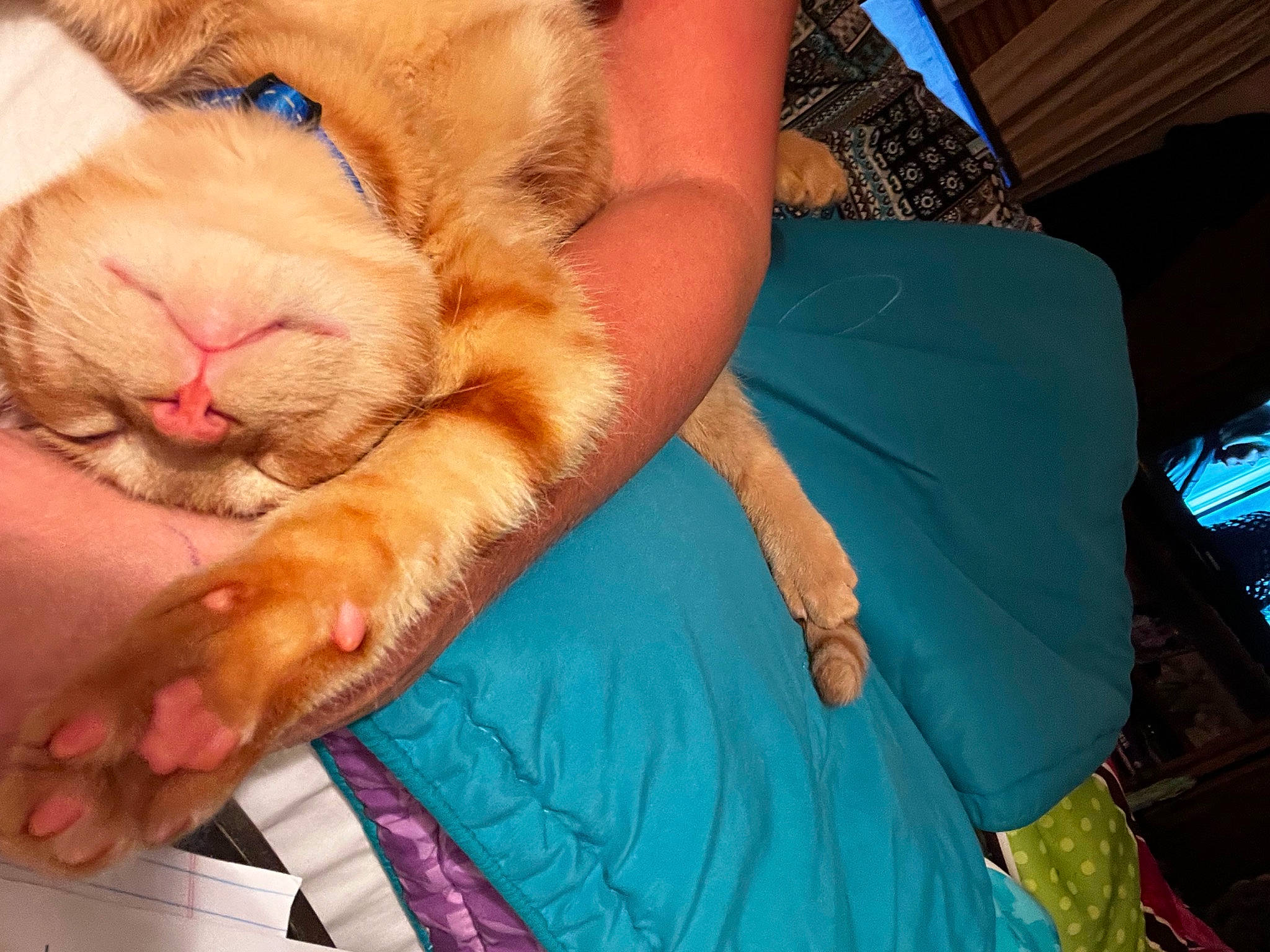 Peanut joined the competition — help win amazing prizes! abdomen, blue, carnivore, cat, comfort, companion_dog, fawn, felidae, finger, gesture, knee, lap, nail, orange, small_to_medium_sized_cats, snout, textile, thigh, whiskers, wrinkle