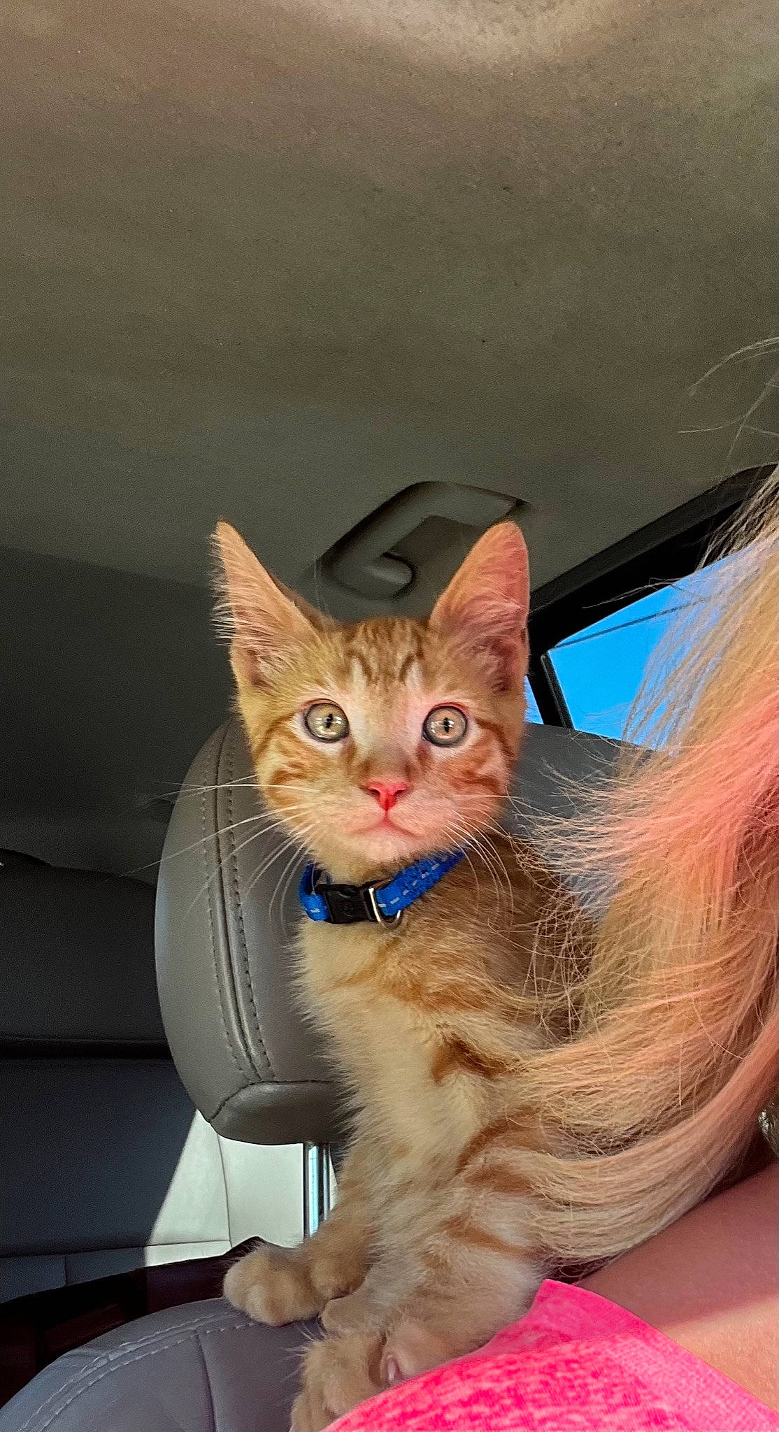 Peanut is registered to the contest to win money with this photo: box, cardboard, carnivore, cat, claw, domestic_short_haired_cat, fawn, felidae, fur, paw, pet_supply, sitting, small_to_medium_sized_cats, snout, tail, whiskers