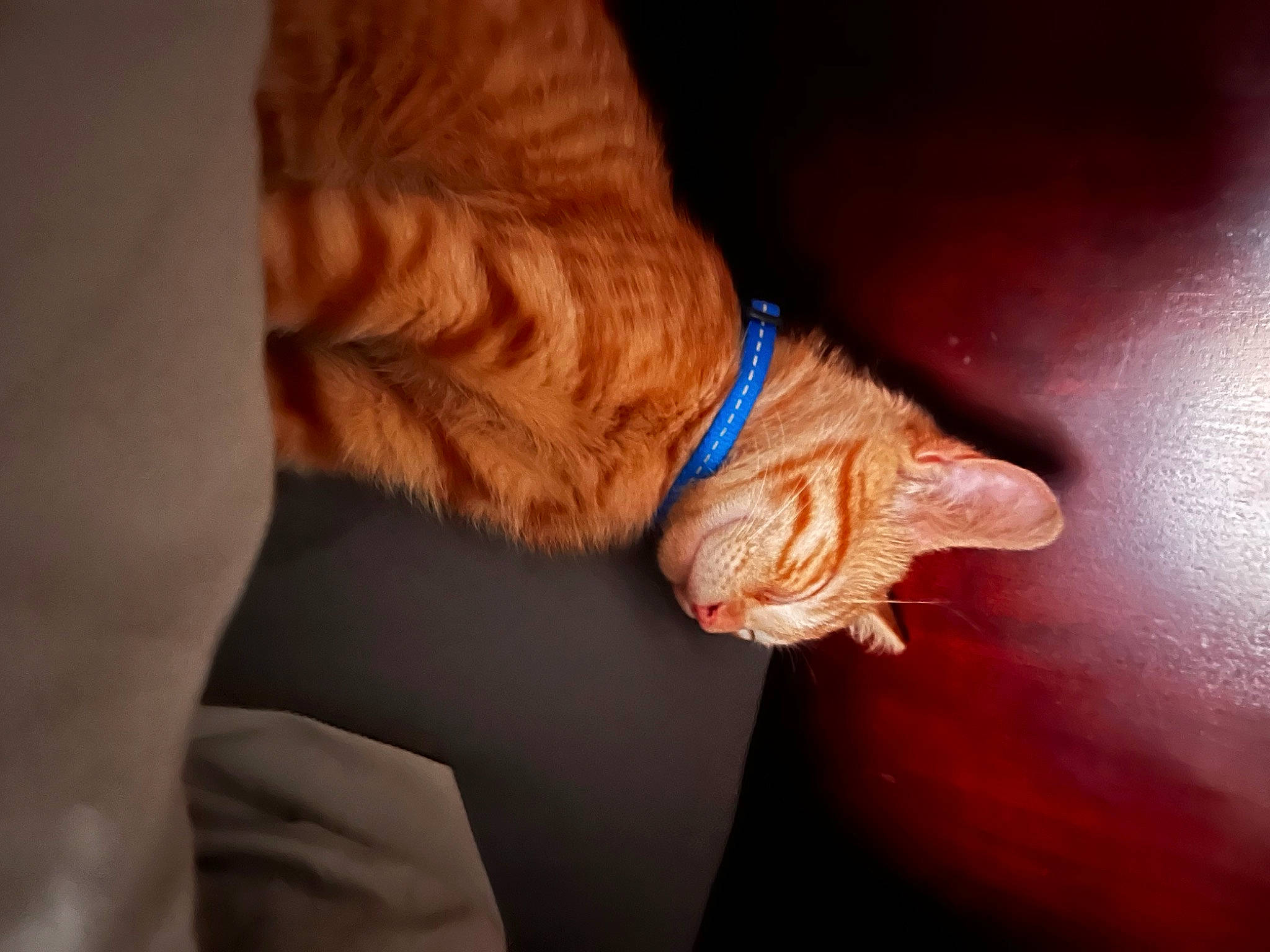 Peanut is registered to the contest to win money with this photo: carnivore, cat, comfort, dog_breed, electric_blue, fawn, felidae, fur, hand, human_leg, liver, small_to_medium_sized_cats, sporting_group, tail, tints_and_shades, vertebrate, whiskers, wood, wrinkle, wrist