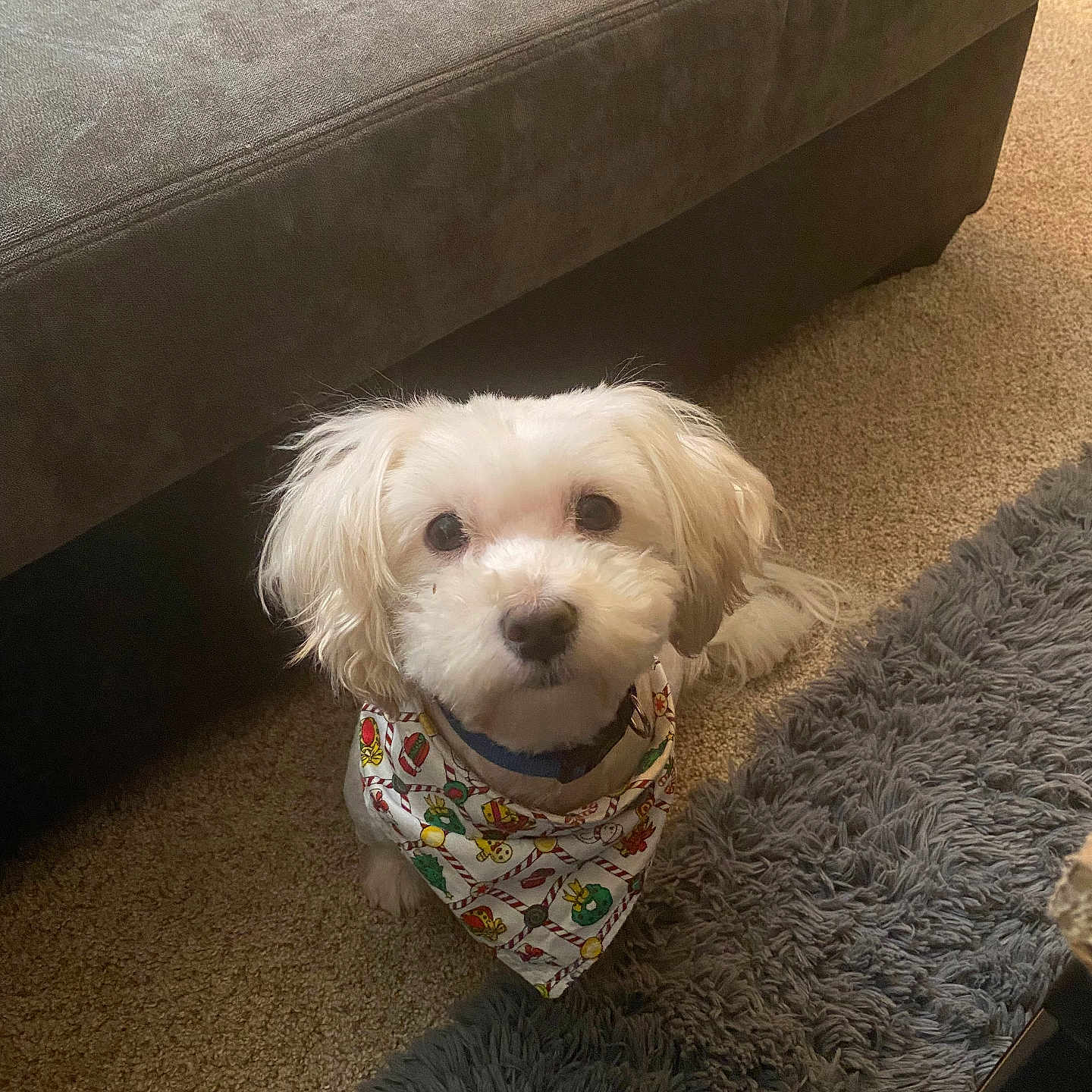 Dinero joined the competition — help win amazing prizes! accessories, animal, architecture, bandana, building, canine, couch, cushion, dog, dogbed, formalwear, furniture, headband, homedecor, pet, poodle, puppy, terrier, tie, whitedog