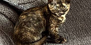 Kitkat joined the competition — help win amazing prizes! kitten, cat, tortoiseshell, pet, animal, feline, couch, furniture, indoor, domestic, cute, young, fur, whiskers, tail, eyes, texture, gray, resting, small