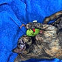 cat, tortoiseshell_cat, pet, toy, green_toy, blue_blanket, fur, sleeping, cozy, claw, paw, cute, indoor, animal, resting, playful, sleep, texture, close_up, comfort