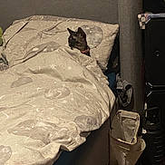 Kitkat is registered to the contest to win money with this photo: cat, bed, blanket, pillow, indoor, cozy, feline, furniture, stuffed_animal, curious, resting, domestic, sleeping_area, fabric, home, soft_lighting, decor, side_table, pet, comfort