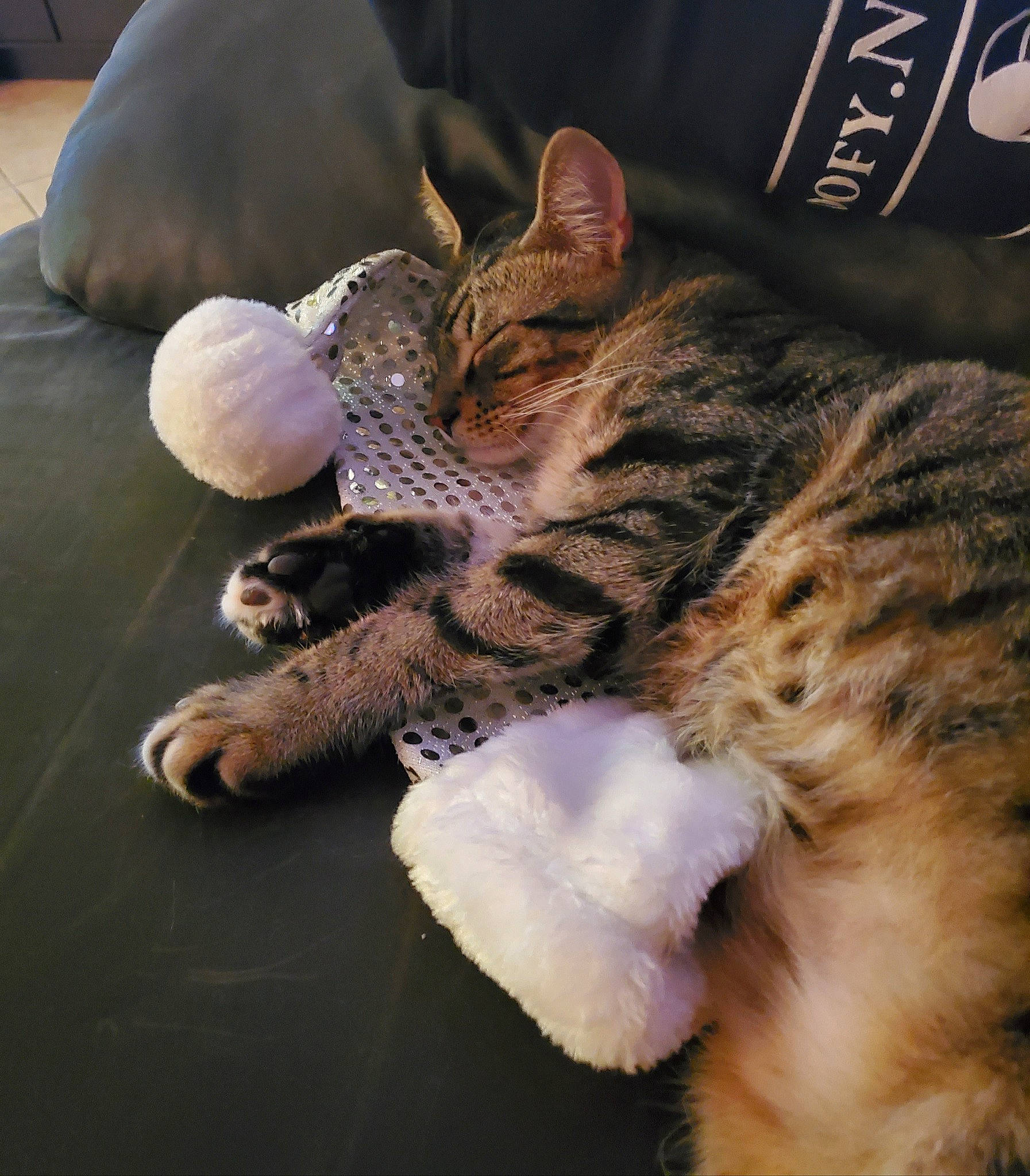 Rex joined the competition — help win amazing prizes! american_shorthair, asian, bengal, california_spangled, carnivore, cat, dragon_li, egyptian_mau, european_shorthair, felidae, fur, kitten, mammal, ocicat, paw, savannah, small_to_medium_sized_cats, snout, tabby_cat, whiskers