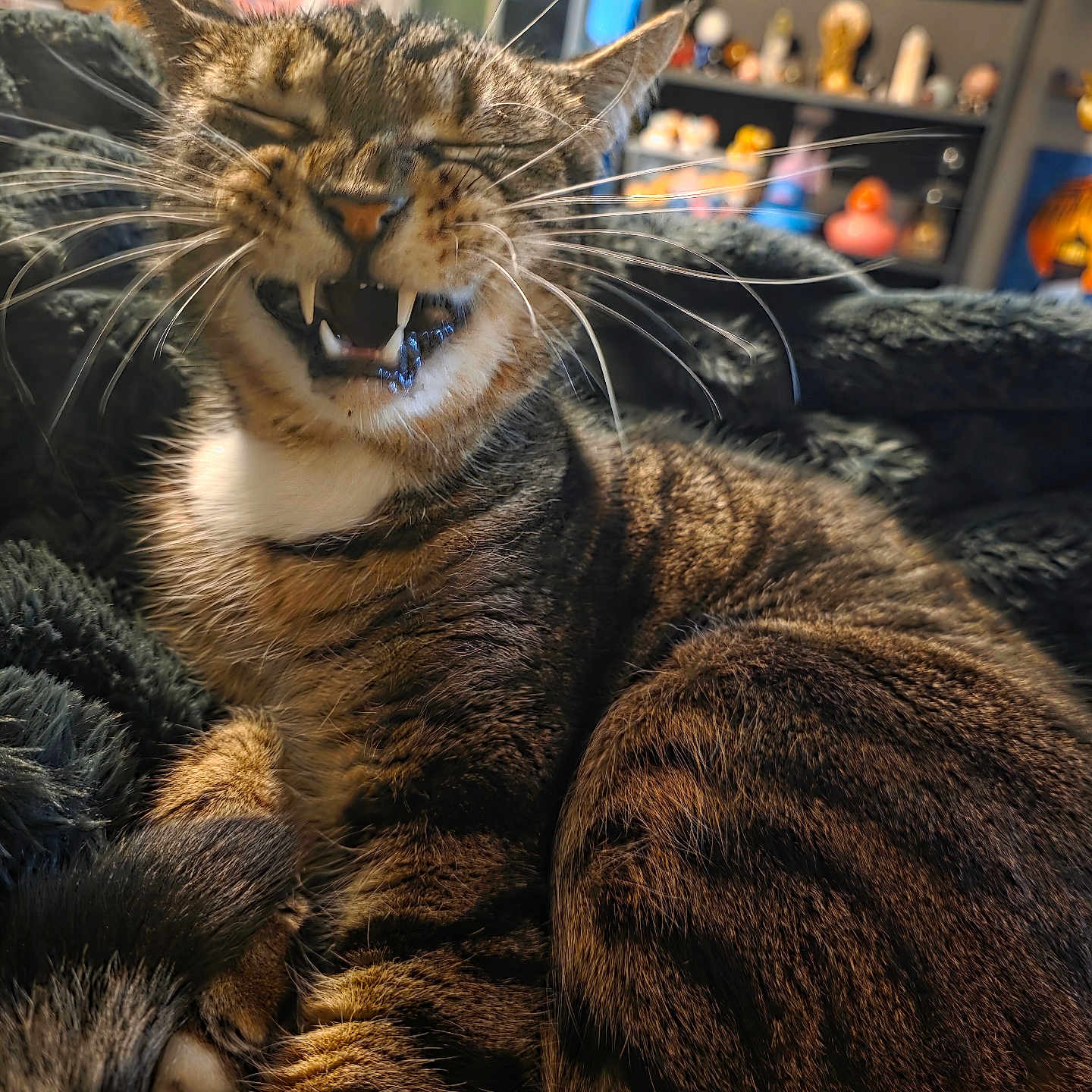 Rex