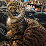 cat, tabby_cat, pet, animal, feline, fur, whiskers, teeth, yawning, cozy, blanket, indoor, shelf, decor, furniture, closeup, cute, sleepy, relaxed, domestic_animal