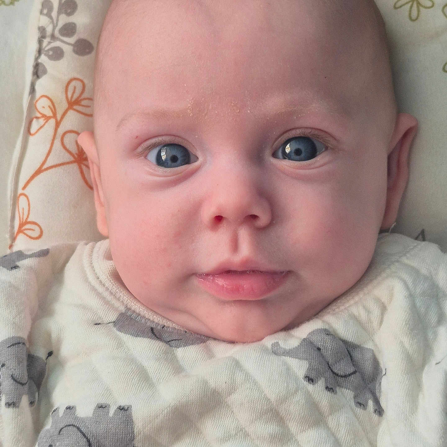 Sylianno participe au concours pour gagner de l'argent avec cette photo : baby, blue_eyes, child, closeup, clothing, cute, elephant_pattern, expression, fabric, face, head, indoors, infant, lying_down, newborn, person, pillow, portrait, skin, soft