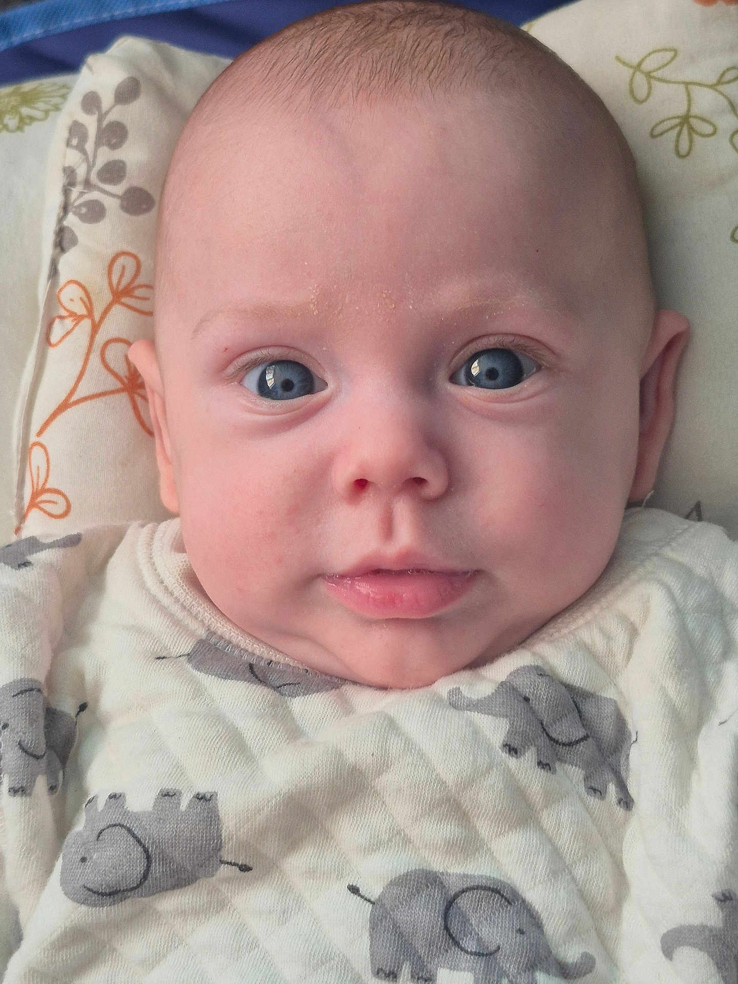 Sylianno participe au concours pour gagner de l'argent avec cette photo : baby, infant, face, blue_eyes, clothing, elephant_pattern, pillow, closeup, skin, expression, cute, child, newborn, head, person, portrait, lying_down, fabric, soft, indoors