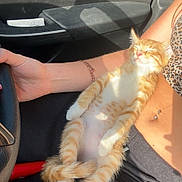 Sox is registered to the contest to win money with this photo: kitten, cat, orange_cat, white_paws, sleeping, relaxed, pet, animal, human_arm, bracelet, car_interior, steering_wheel, seat, sunlight, shadow, belly_up, striped, cute, domestic_cat, resting