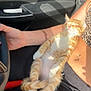 kitten, cat, orange_cat, white_paws, sleeping, relaxed, pet, animal, human_arm, bracelet, car_interior, steering_wheel, seat, sunlight, shadow, belly_up, striped, cute, domestic_cat, resting