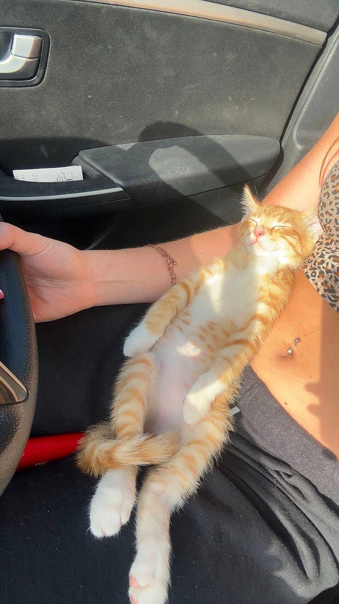 Sox is registered to the contest to win money with this photo: kitten, cat, orange_cat, white_paws, sleeping, relaxed, pet, animal, human_arm, bracelet, car_interior, steering_wheel, seat, sunlight, shadow, belly_up, striped, cute, domestic_cat, resting