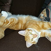 Cooky a rejoint le concours — aidez-le/la à gagner de superbes lots ! cat, orange_cat, white_cat, pet, feline, stretching, couch, indoor, relaxing, fur, animal, whiskers, ears, eyes, domestic_cat, resting, cute, cozy, home, fluffy