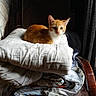Cooky participe au concours pour gagner de l'argent avec cette photo : cat, orange_cat, white_cat, chair, wooden_chair, pillow, blanket, stack, indoor, sunlight, shadow, cozy, relaxed, pet, feline, fur, domestic_animal, resting, quiet, home