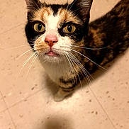 Snickers is registered to the contest to win money with this photo: animal, calico, cat, close_up, curious, cute, domestic_cat, ears, eyes, face, floor, fur, indoor, looking_up, mammal, nose, pet, portrait, tabby, whiskers