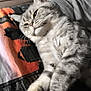 cat, tabby_cat, pet, sleepy, feline, fur, whiskers, bedspread, indoor, relaxed, animal, cute, cozy, domestic, paw, lying_down, striped, mammal, resting, soft_light