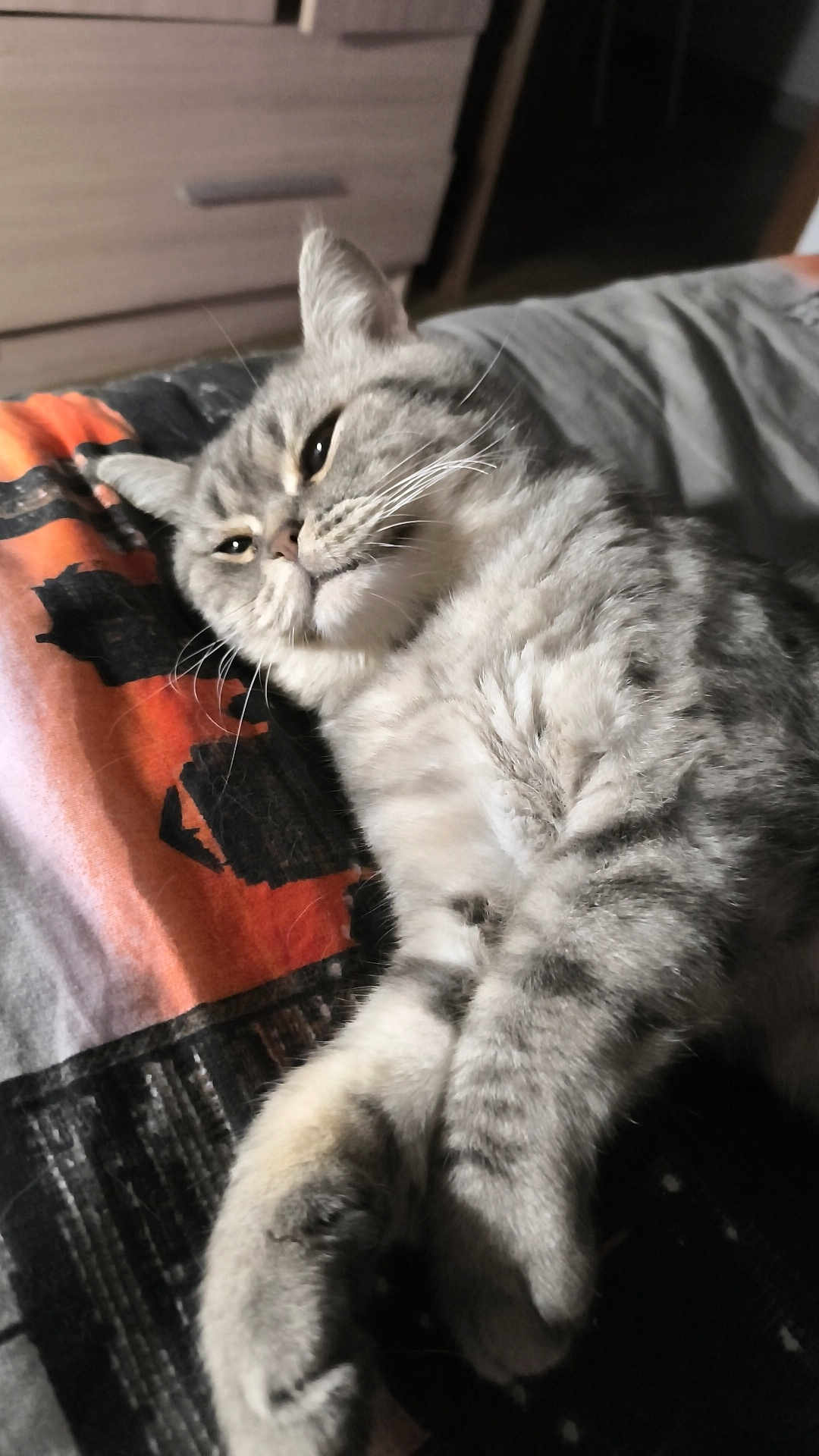 Kitty