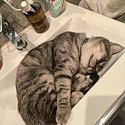Kitty participe au concours pour gagner de l'argent avec cette photo : cat, sleeping, tabby, sink, bathroom, toothbrush, toothpaste, soap, towel, fur, domestic_cat, pet, curled_up, relaxed, resting, collar, grey, striped, cute, cozy