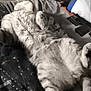 cat, fluffy, bed, relaxed, feline, pet, indoor, fur, sleeping, cozy, paw, whiskers, domestic_animal, resting, animal, cute, comfortable, furniture, blanket, home