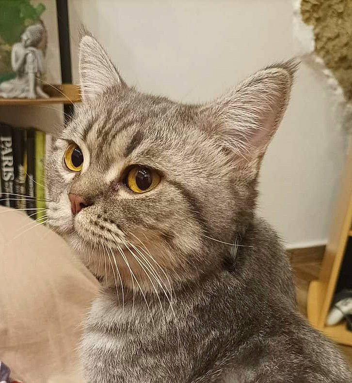 Kytti participe au concours pour gagner de l'argent avec cette photo : carnivore, cat, comfort, domestic_short_haired_cat, felidae, fur, small_to_medium_sized_cats, snout, terrestrial_animal, whiskers, window