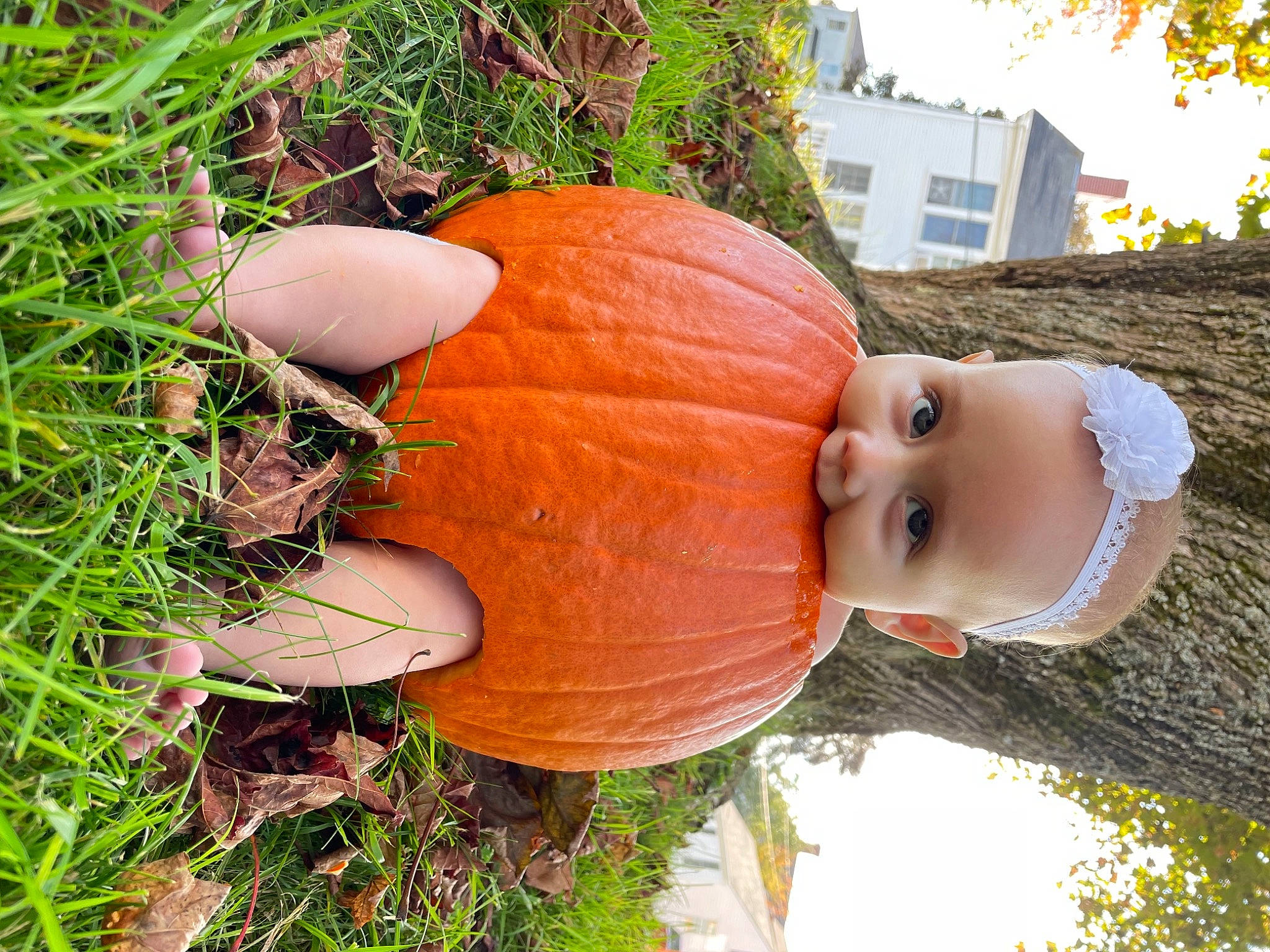 Penelope Rose is registered to the contest to win money with this photo: art, calabaza, cucurbita, gourd, grass, grass_family, hat, human_body, lawn_ornament, leisure, mammal, people_in_nature, person, plant, pumpkin, squash, tree, vegetable, window, winter_squash