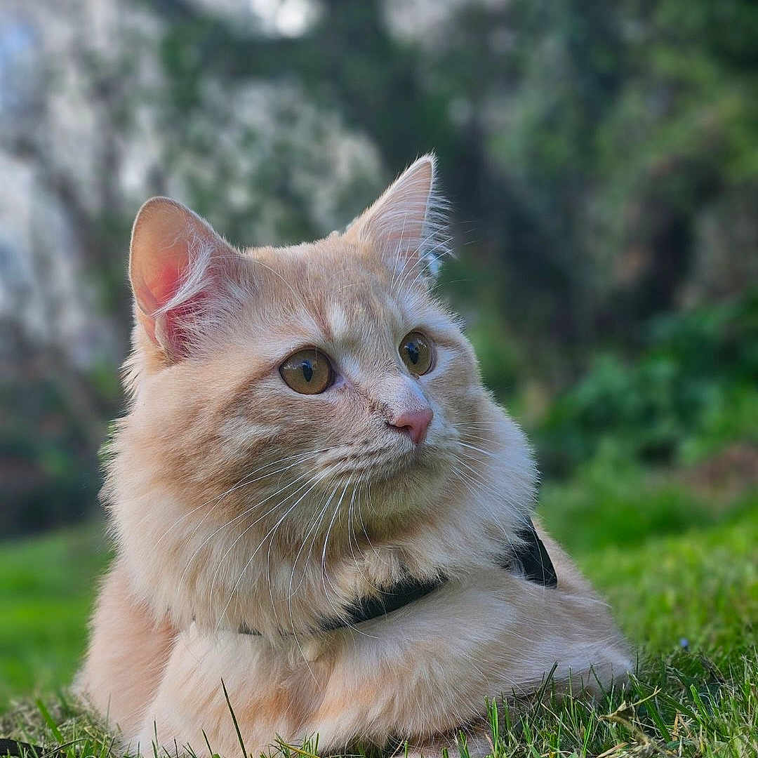 Noli participe au concours pour gagner de l'argent avec cette photo : abyssinian, accessories, angora, animal, cat, field, grass, grassland, green, kitten, lawn, manx, nature, outdoors, pet, plant, rock, strap, tree, vegetation