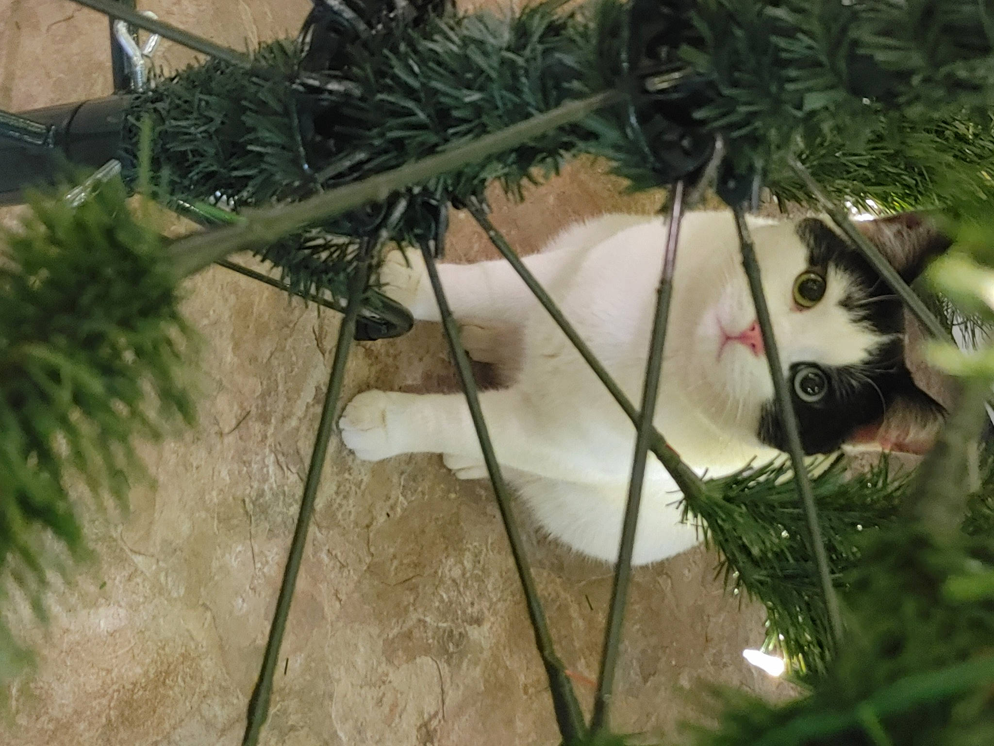 Rupee is registered to the contest to win money with this photo: arecales, botany, branch, carnivore, cat, christmas, christmas_decoration, christmas_ornament, fawn, felidae, grass, grass_family, plant, small_to_medium_sized_cats, terrestrial_plant, tree, twig, vegetation, whiskers, window